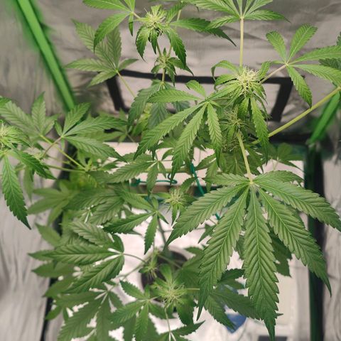 Bubble Gum x OG Kush x Critical Auto growlog timeline photo