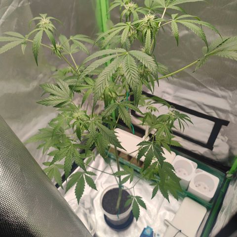 Bubble Gum x OG Kush x Critical Auto growlog timeline photo