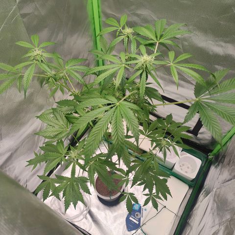 Bubble Gum x OG Kush x Critical Auto growlog timeline photo