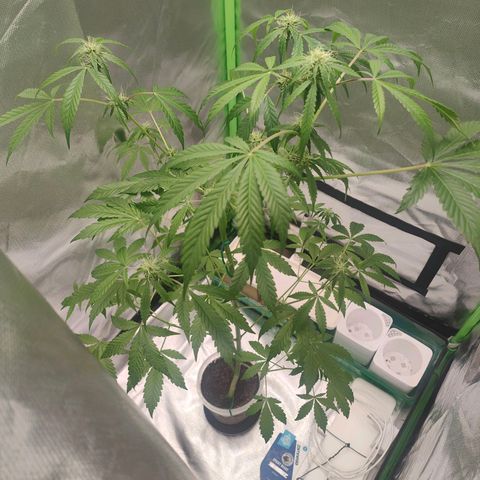 Bubble Gum x OG Kush x Critical Auto growlog timeline photo
