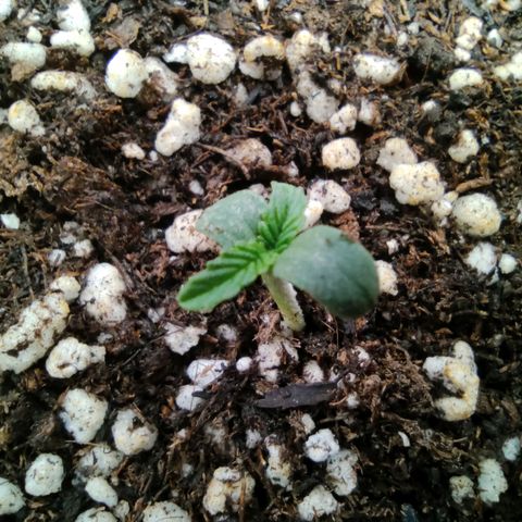 Hulk sacizero growlog timeline photo
