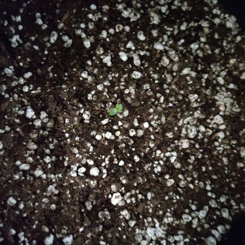 Hulk sacizero growlog timeline photo