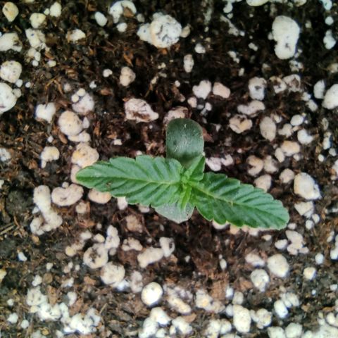 Hulk sacizero growlog timeline photo