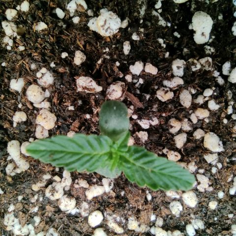 Hulk sacizero growlog timeline photo