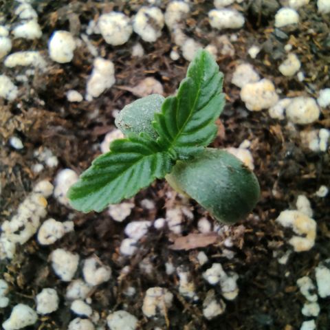 Hulk sacizero growlog timeline photo