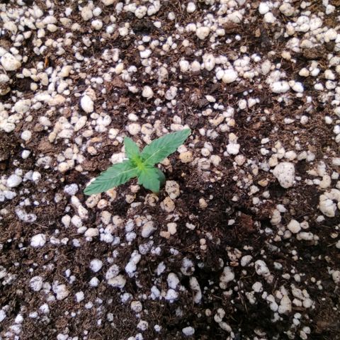 Hulk sacizero growlog timeline photo