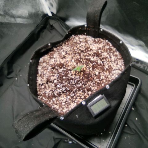 Hulk sacizero growlog timeline photo