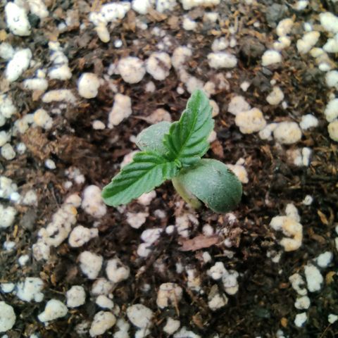 Hulk sacizero growlog timeline photo