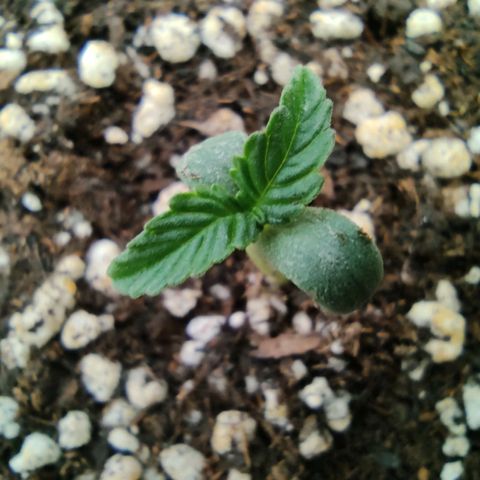 Hulk sacizero growlog timeline photo
