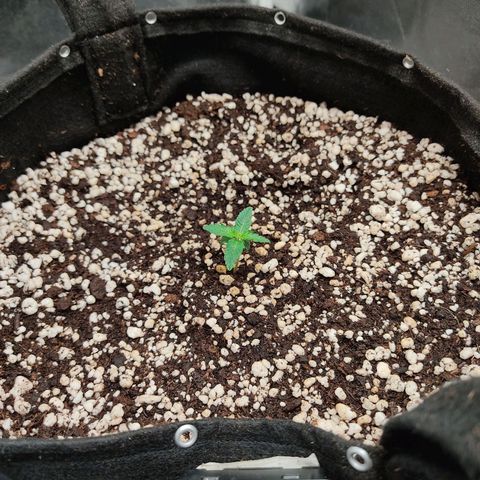 Hulk sacizero growlog timeline photo