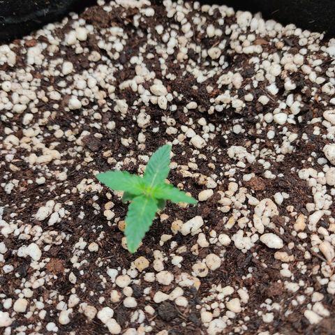 Hulk sacizero growlog timeline photo