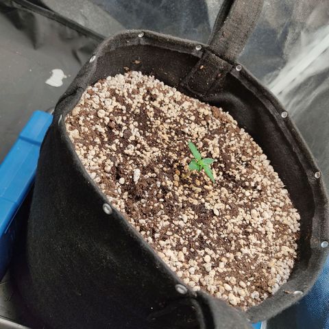 Hulk sacizero growlog timeline photo