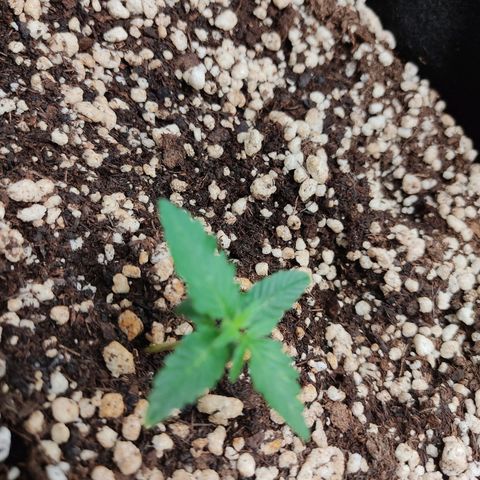 Hulk sacizero growlog timeline photo