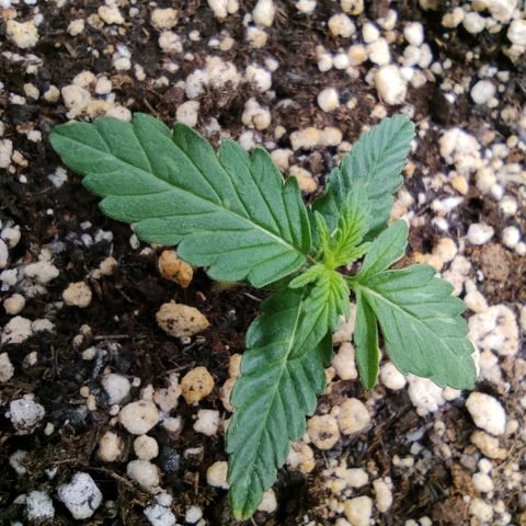 Hulk sacizero growlog timeline photo