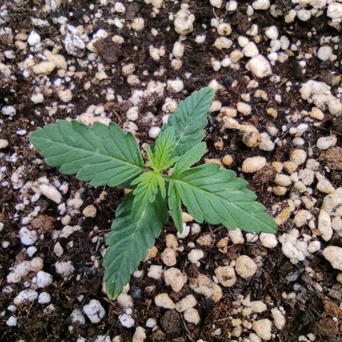 Hulk sacizero growlog timeline photo