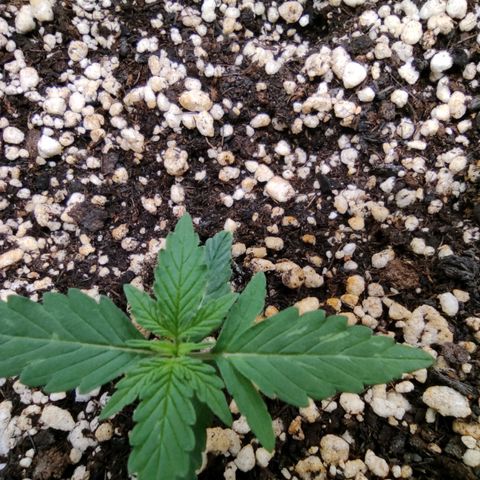 Hulk sacizero growlog timeline photo