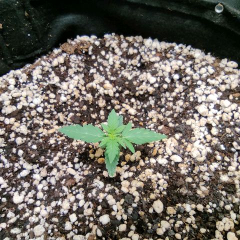 Hulk sacizero growlog timeline photo
