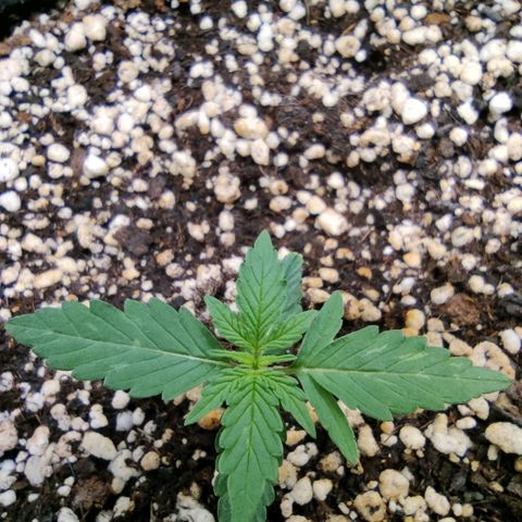 Hulk sacizero growlog timeline photo