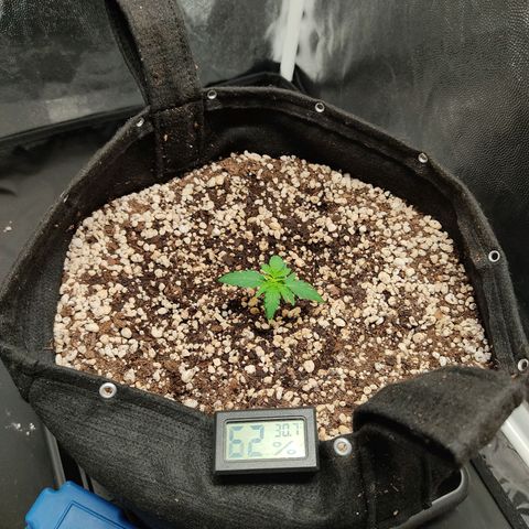 Hulk sacizero growlog photo: Heat stress