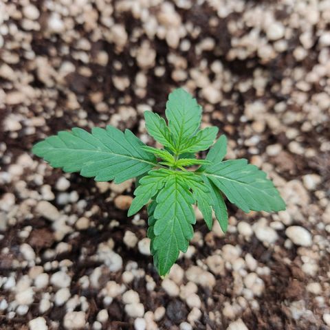 Hulk sacizero growlog photo: Heat stress