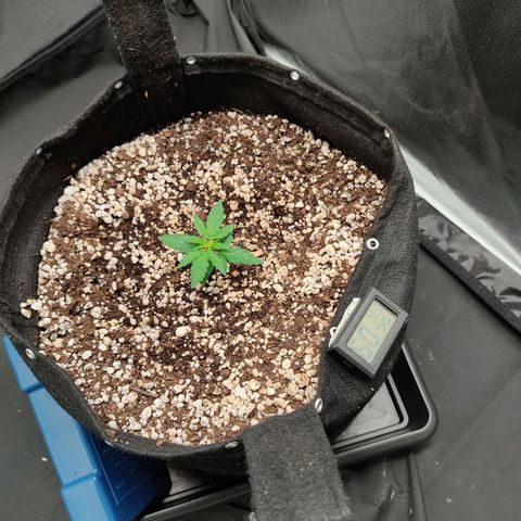Hulk sacizero growlog timeline photo