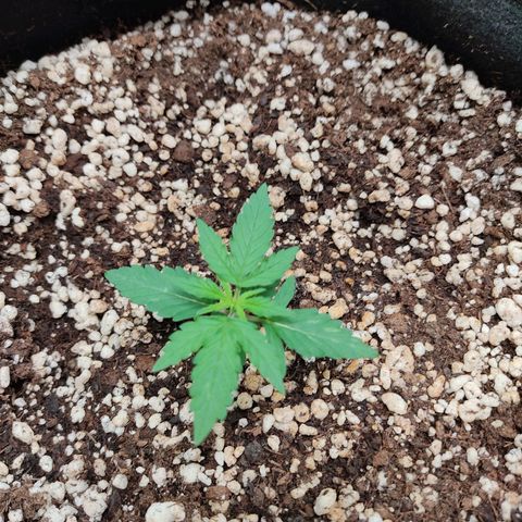 Hulk sacizero growlog timeline photo
