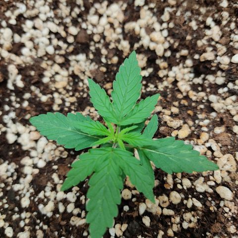 Hulk sacizero growlog timeline photo