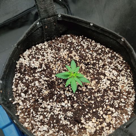 Hulk sacizero growlog timeline photo