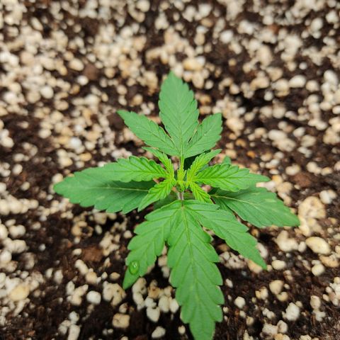 Hulk sacizero growlog timeline photo