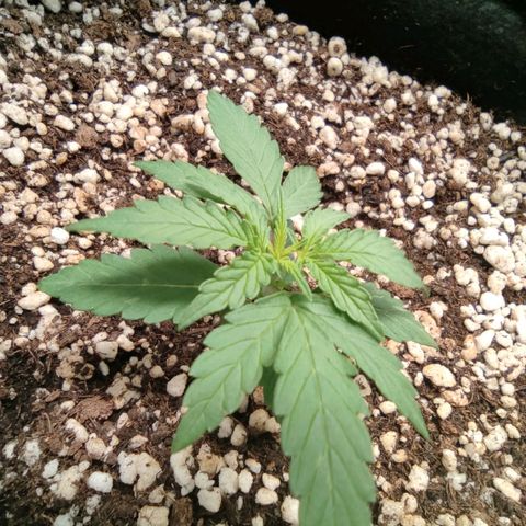 Hulk sacizero growlog timeline photo