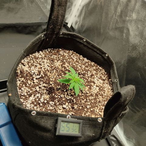 Hulk sacizero growlog timeline photo