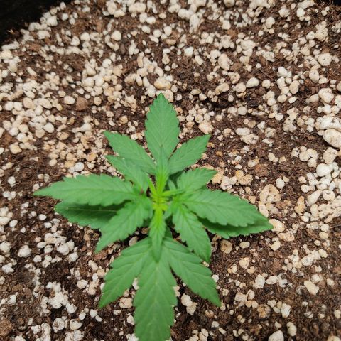 Hulk sacizero growlog timeline photo