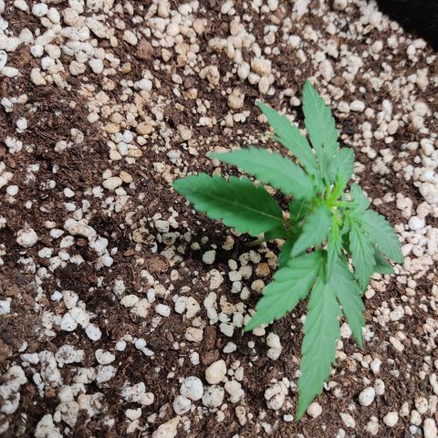 Hulk sacizero growlog timeline photo