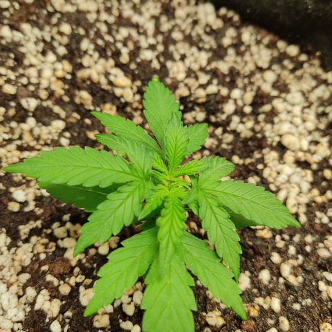 Hulk sacizero growlog timeline photo