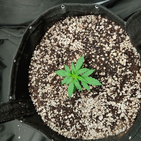 Hulk sacizero growlog timeline photo
