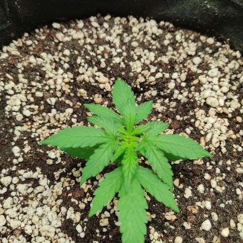 Hulk sacizero growlog timeline photo