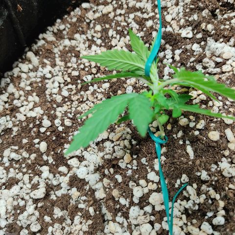 Hulk sacizero growlog photo: Primeiras amarras