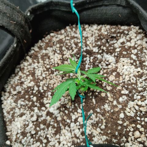 Hulk sacizero growlog photo: Primeiras amarras