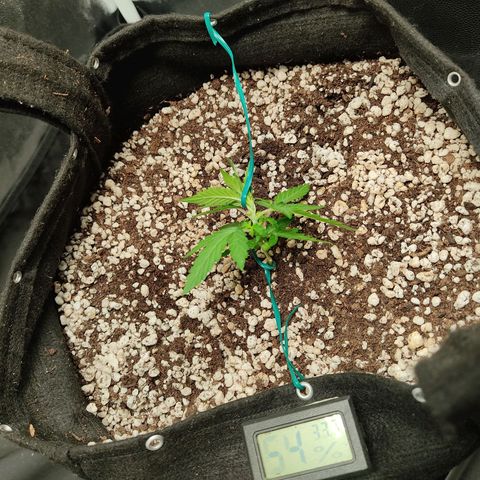 Hulk sacizero growlog photo: Primeiras amarras