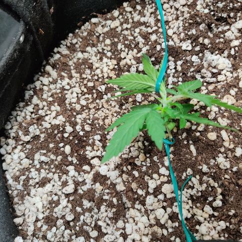 Hulk sacizero growlog photo: Primeiras amarras
