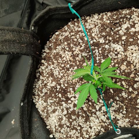 Hulk sacizero growlog photo: Primeiras amarras