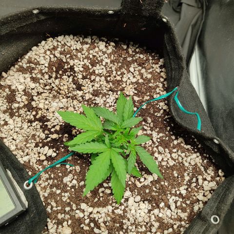 Hulk sacizero growlog timeline photo