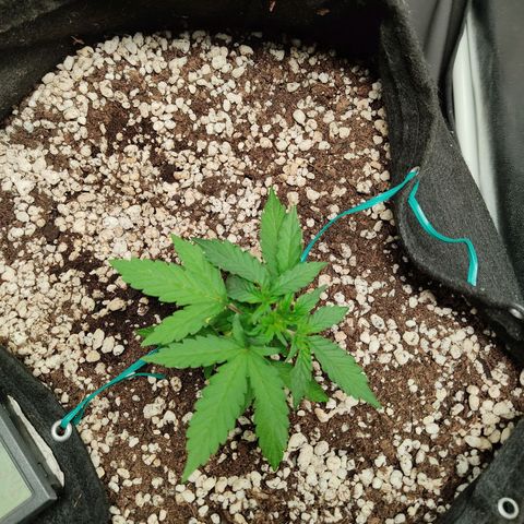 Hulk sacizero growlog timeline photo