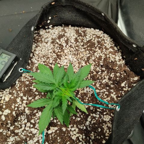 Hulk sacizero growlog timeline photo