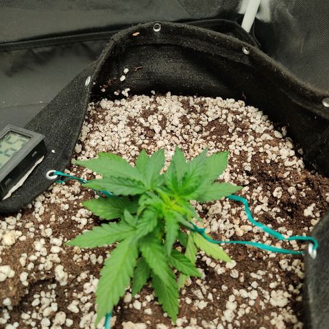Hulk sacizero growlog timeline photo