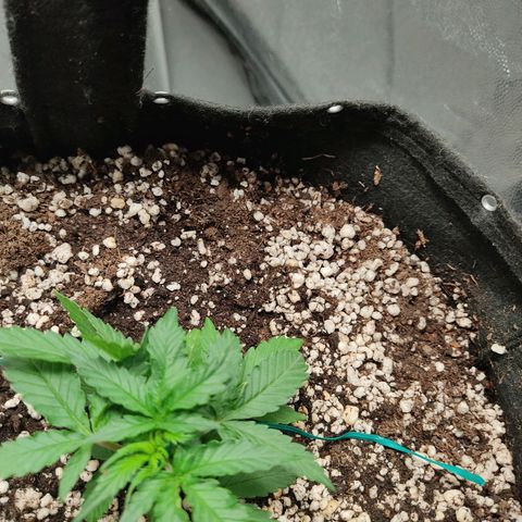 Hulk sacizero growlog timeline photo