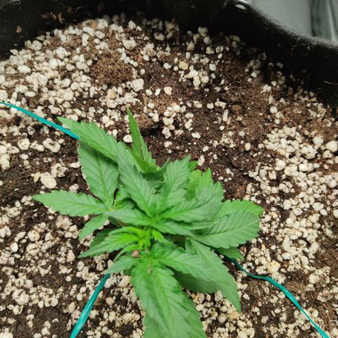 Hulk sacizero growlog timeline photo