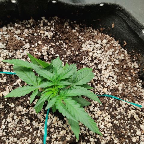 Hulk sacizero growlog timeline photo