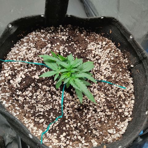 Hulk sacizero growlog timeline photo