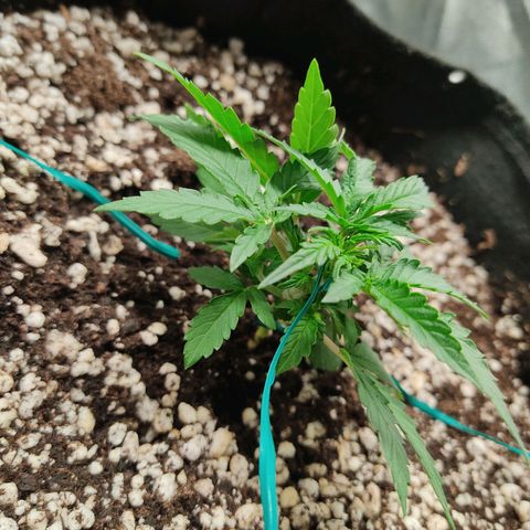 Hulk sacizero growlog timeline photo